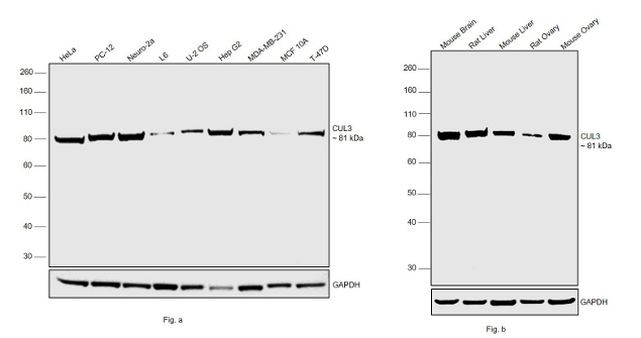 Cullin 3 Antibody