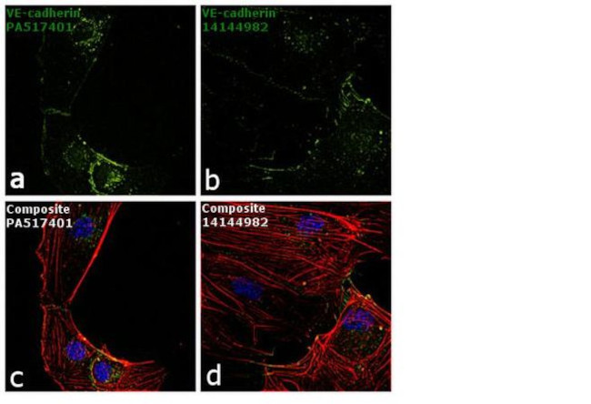 VE-cadherin Antibody