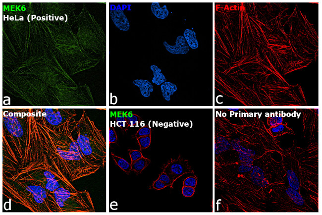 MEK6 Antibody