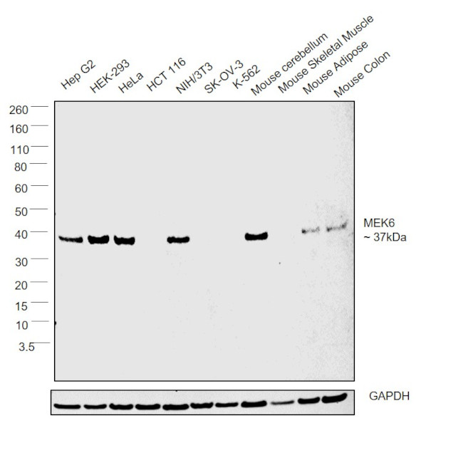 MEK6 Antibody