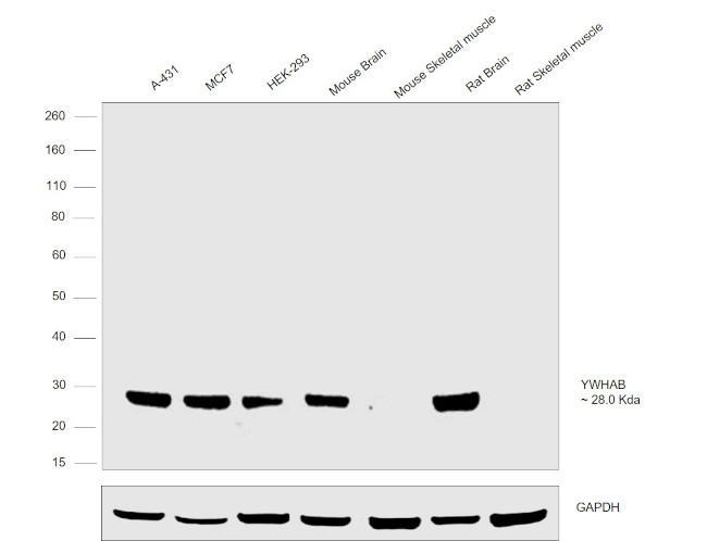 14-3-3 beta Antibody