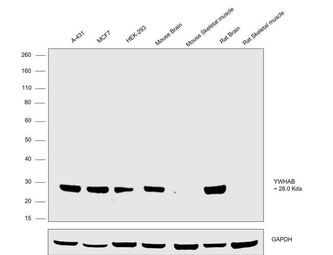 14-3-3 beta Antibody in Western Blot (WB)