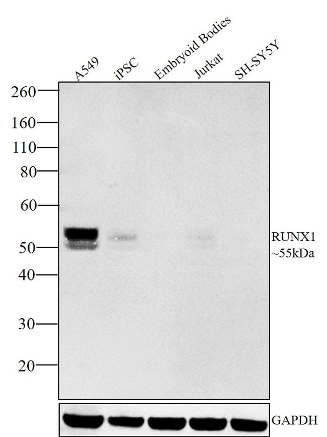 RUNX1 Antibody in Western Blot (WB)