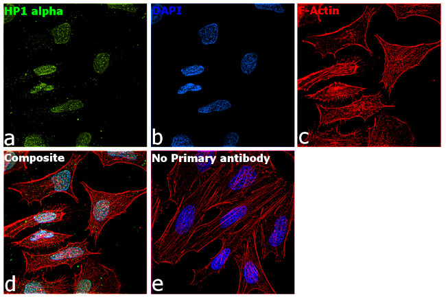 HP1 alpha Antibody in Immunocytochemistry (ICC/IF)