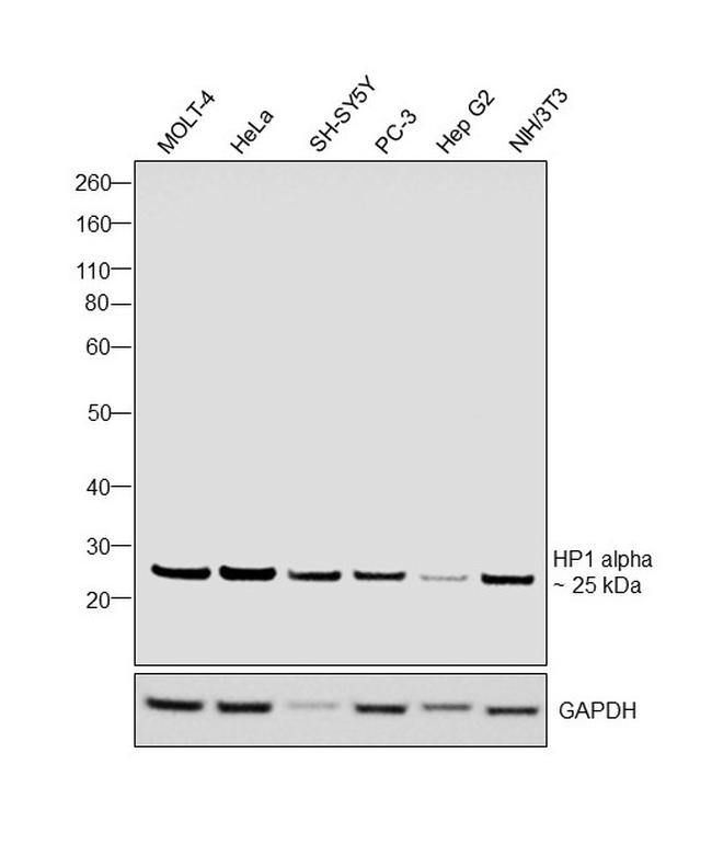 HP1 alpha Antibody in Western Blot (WB)