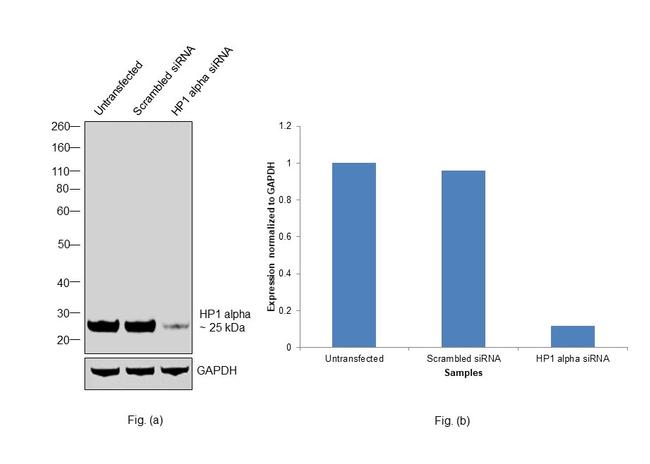 HP1 alpha Antibody in Western Blot (WB)