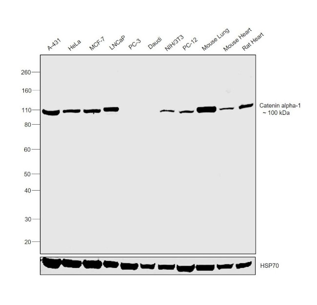 Catenin alpha-1 Antibody