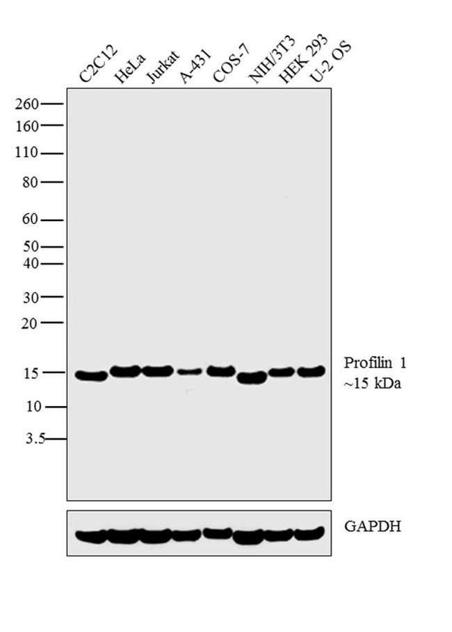 Profilin 1 Antibody in Western Blot (WB)