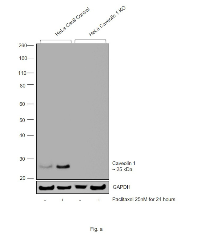 Caveolin 1 Antibody