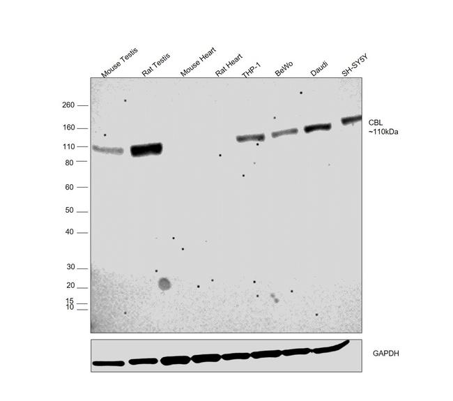 c-Cbl Antibody in Western Blot (WB)