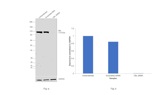 c-Cbl Antibody