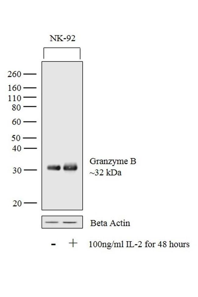 Granzyme B Antibody in Western Blot (WB)