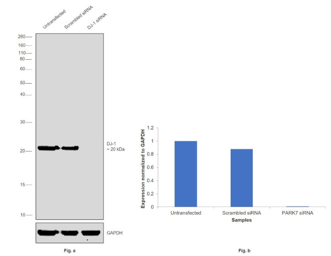 DJ-1 Antibody