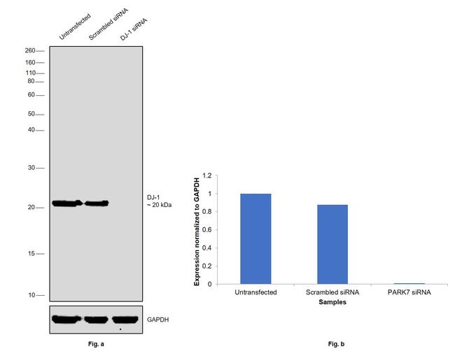 DJ-1 Antibody in Western Blot (WB)