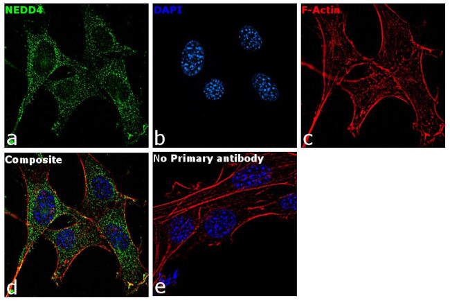 NEDD4 Antibody in Immunocytochemistry (ICC/IF)