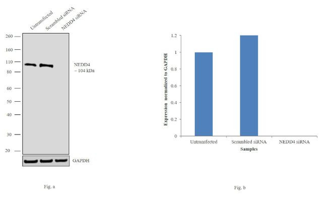 NEDD4 Antibody