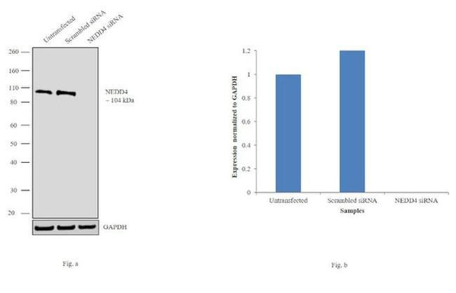 NEDD4 Antibody in Western Blot (WB)