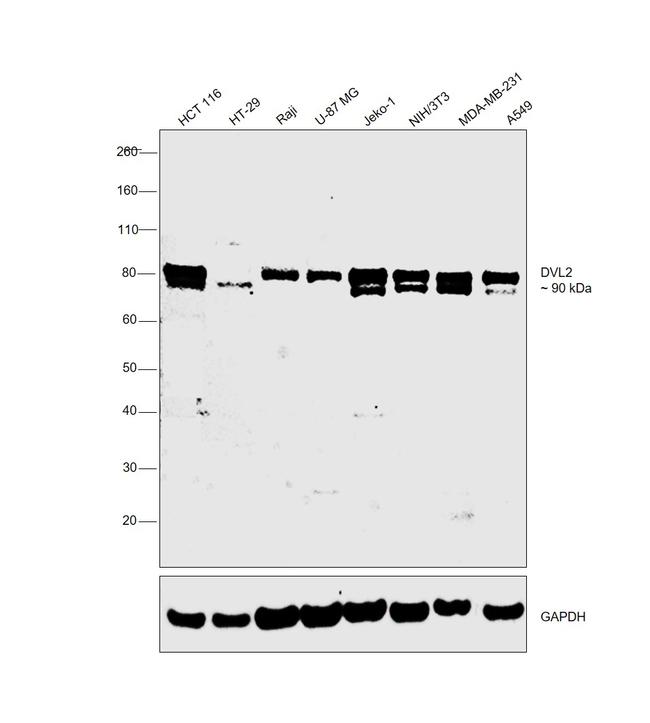 DVL2 Antibody in Western Blot (WB)