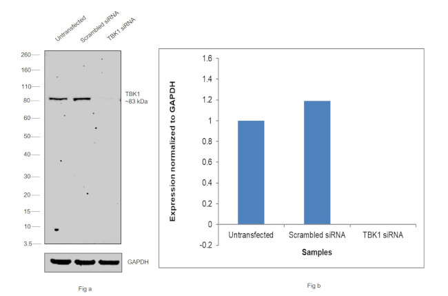 TBK1 Antibody