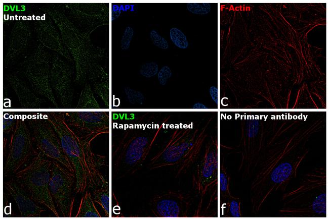 DVL3 Antibody