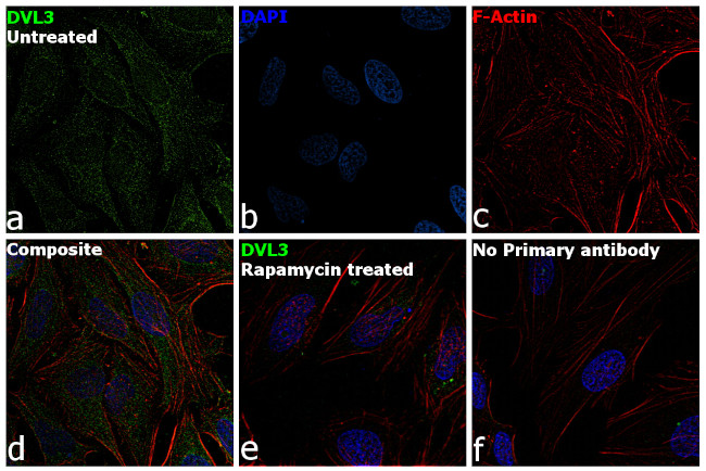 DVL3 Antibody in Immunocytochemistry (ICC/IF)