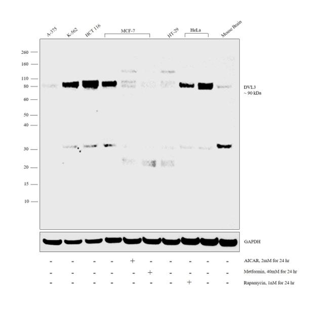 DVL3 Antibody in Western Blot (WB)