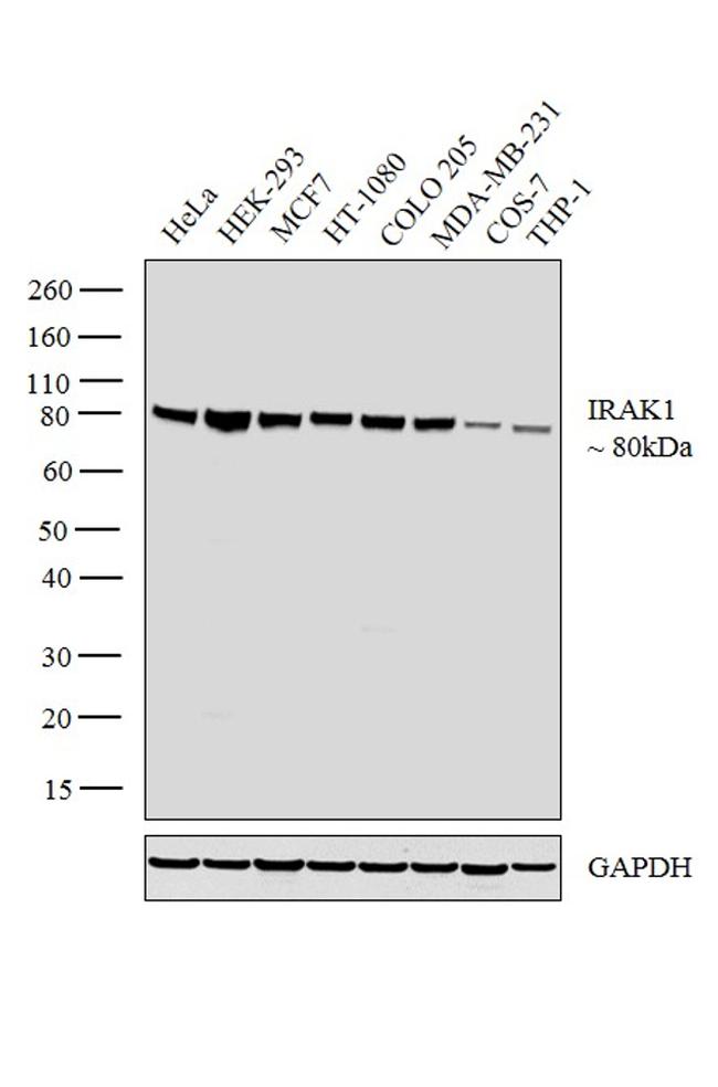 IRAK1 Antibody in Western Blot (WB)