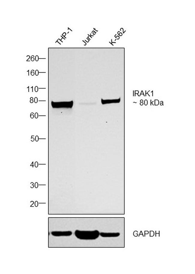 IRAK1 Antibody in Western Blot (WB)