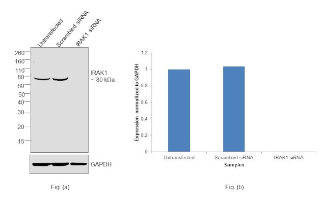 IRAK1 Antibody