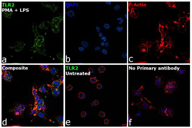 TLR2 Antibody