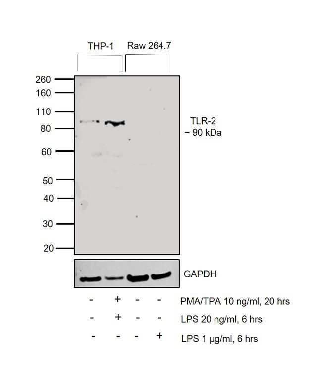 TLR2 Antibody in Western Blot (WB)