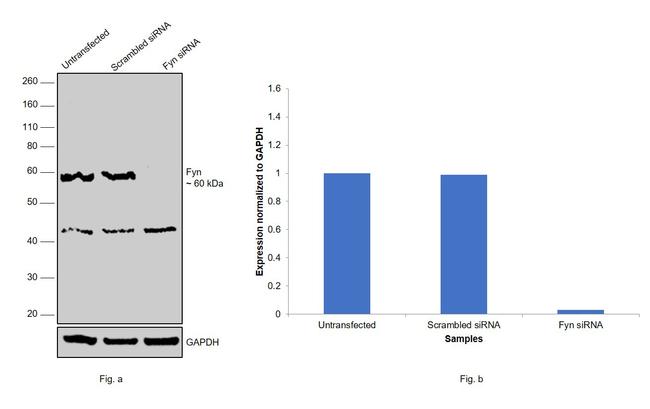 Fyn Antibody in Western Blot (WB)