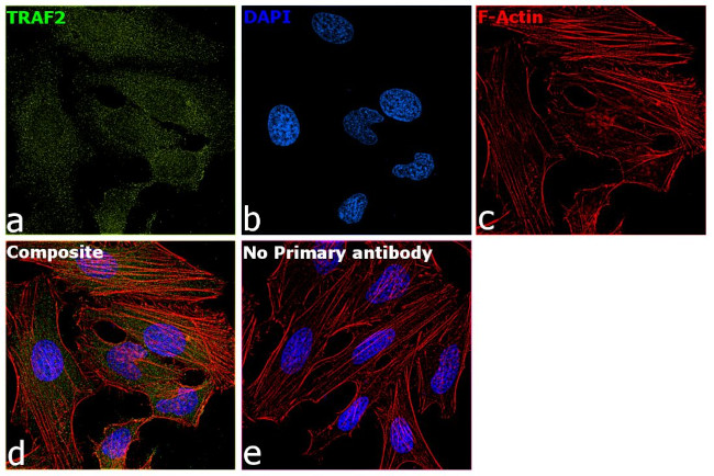 TRAF2 Antibody in Immunocytochemistry (ICC/IF)