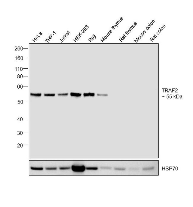 TRAF2 Antibody in Western Blot (WB)