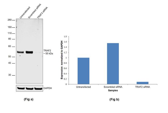 TRAF2 Antibody in Western Blot (WB)