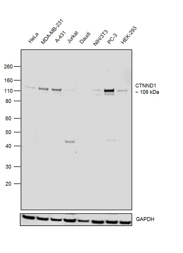 delta Catenin Antibody