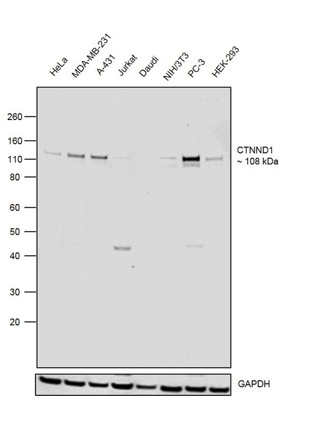 delta Catenin Antibody in Western Blot (WB)