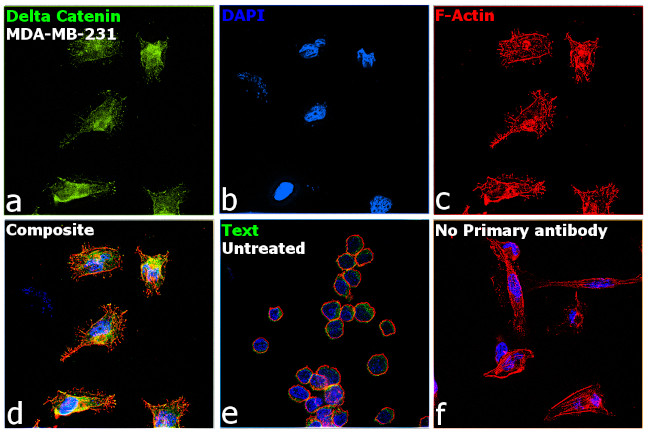 delta Catenin Antibody