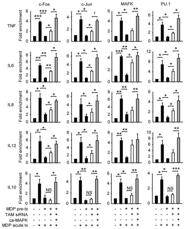 PU.1 Antibody in ChIP Assay (ChIP)