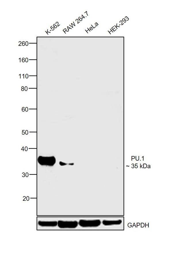 PU.1 Antibody in Western Blot (WB)