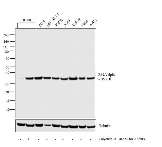 PP2A alpha Antibody in Western Blot (WB)