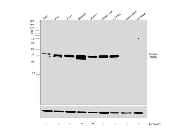 Survivin Antibody