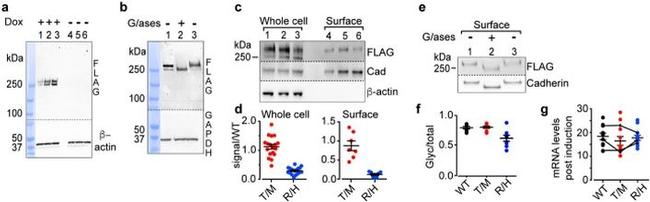 N-cadherin Antibody in Western Blot (WB)