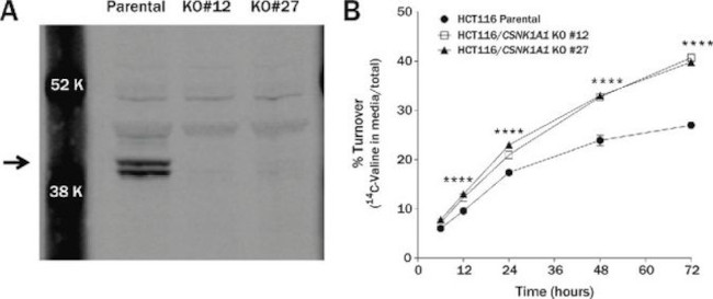 CK1 alpha Antibody in Western Blot (WB)