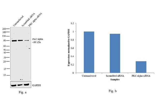 PKC alpha Antibody in Western Blot (WB)