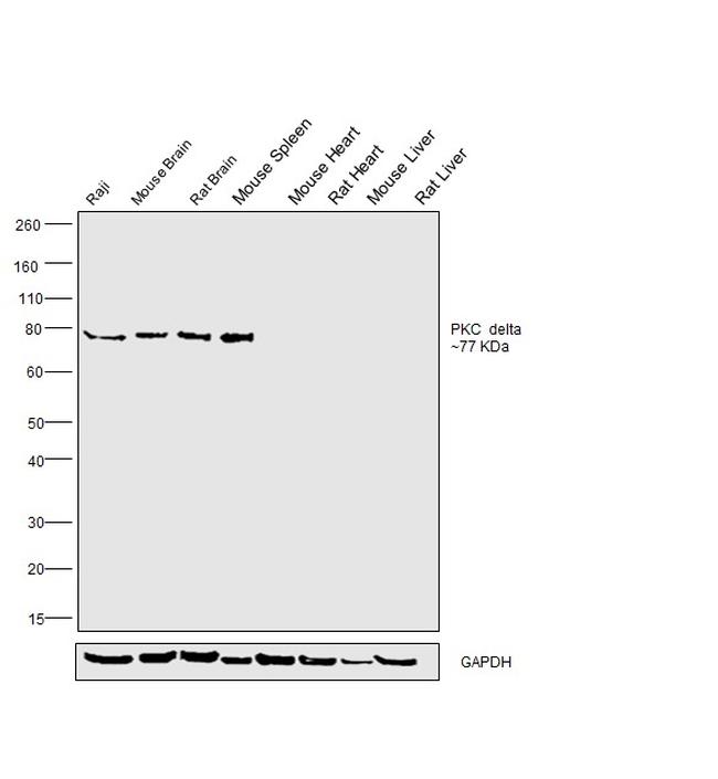 PKC delta Antibody in Western Blot (WB)