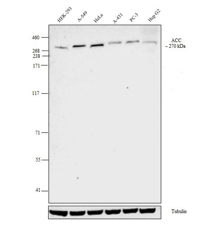 Acetyl-CoA Carboxylase Antibody in Western Blot (WB)