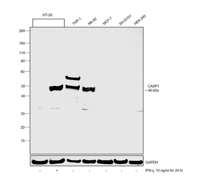 Caspase 1 Antibody in Western Blot (WB)