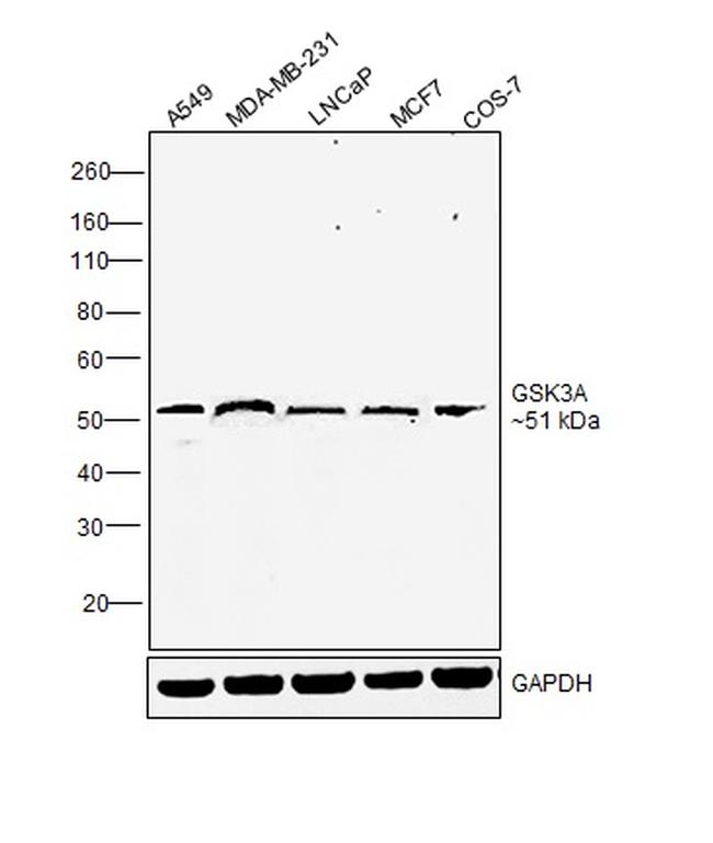 GSK3 alpha Antibody in Western Blot (WB)