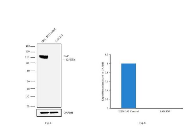 FAK Antibody in Western Blot (WB)